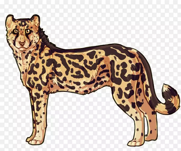 猫科，西北非洲猎豹，豹子，西洛猎豹-猎豹