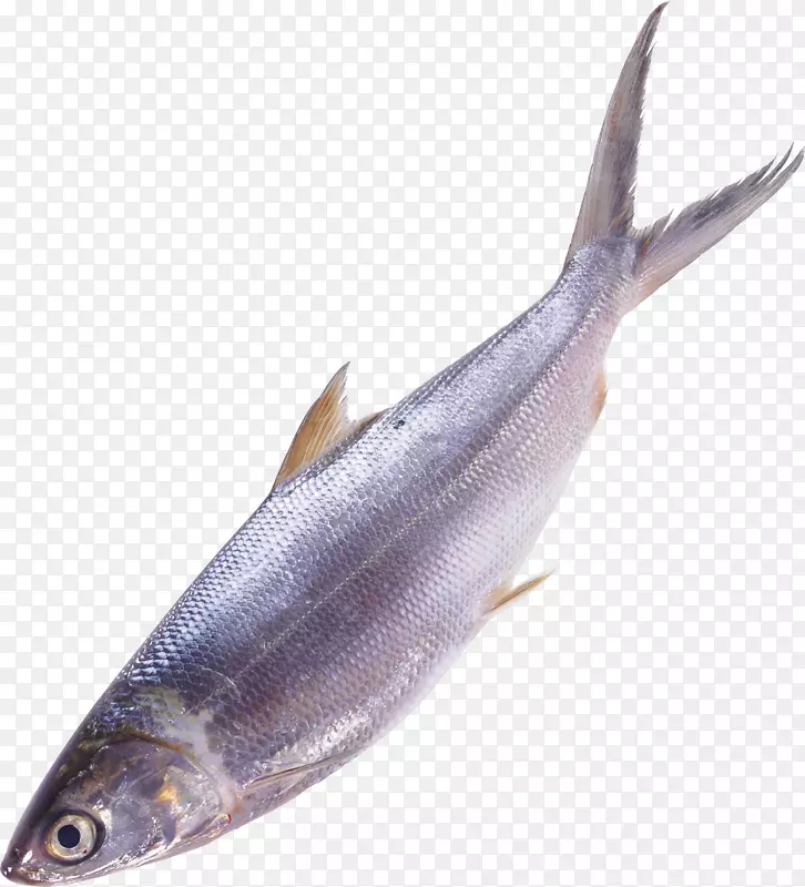 鱼沙丁鱼海鲜剪贴画-贝塔