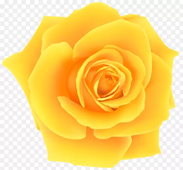 黄色剪贴画-黄玫瑰