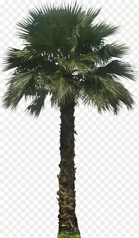 罗布塔草属植物-棕榈科植物胚性植物-棕榈科植物