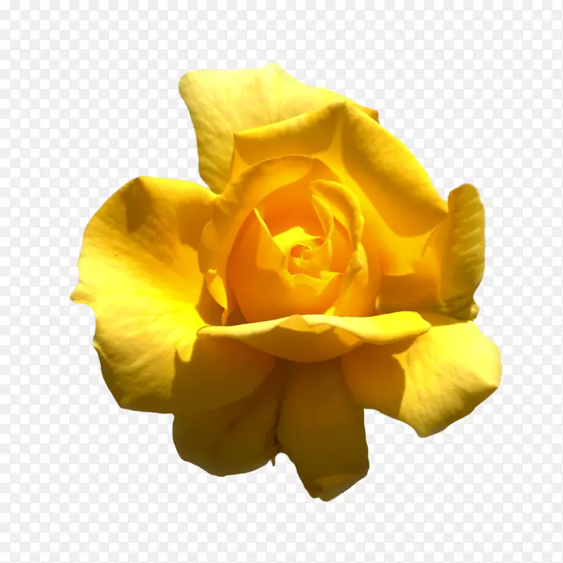 玫瑰信息剪辑艺术-黄玫瑰