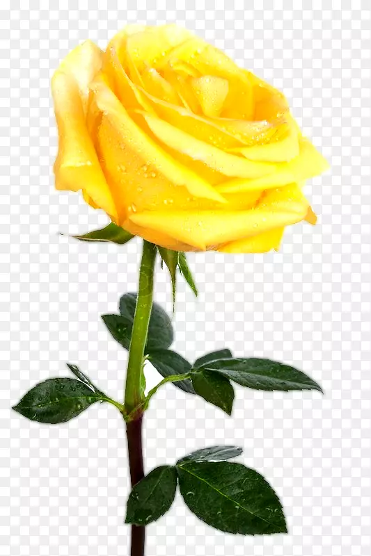 免费桌面壁纸-黄玫瑰