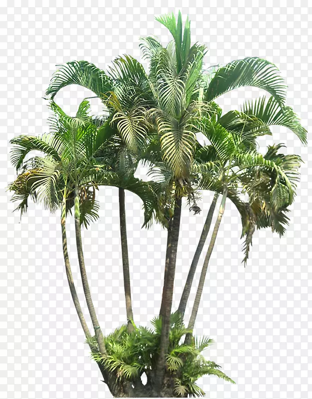 槟榔科热带植物棕榈