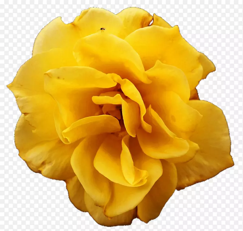 黄花玫瑰-黄玫瑰