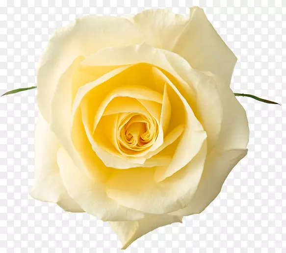 玫瑰白色黄色剪贴画-黄玫瑰
