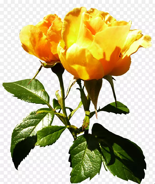向心叶玫瑰花黄色橙色植物茎-黄玫瑰