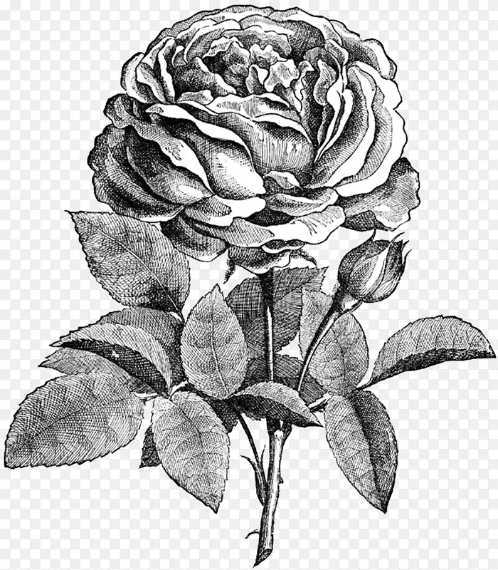 花卉玫瑰素描
