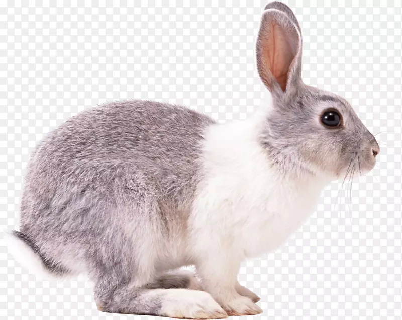复活节兔，欧洲兔，家兔，松鼠-兔子
