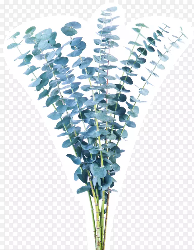 花卉茎绿色花瓶生命蓝-桉树
