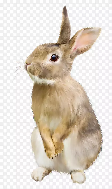 复活节兔家养兔