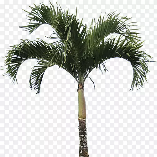 毛竹(Caryota Mitis Washingtonia Filifera Arrecaceae)-棕榈树