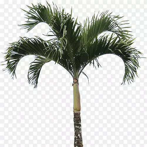 毛竹(Caryota Mitis Washingtonia Filifera Arrecaceae)-棕榈树PNG图片素材下载_图片编号 ...