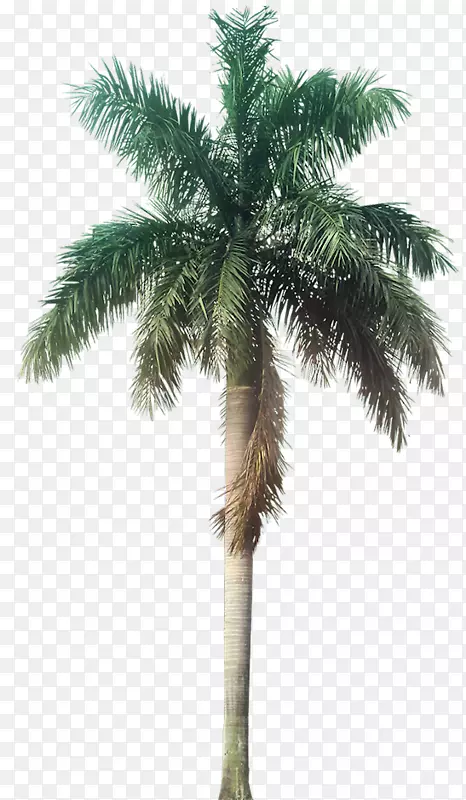 罗斯托纳星系之家(P)有限公司槟榔科植物-棕榈树
