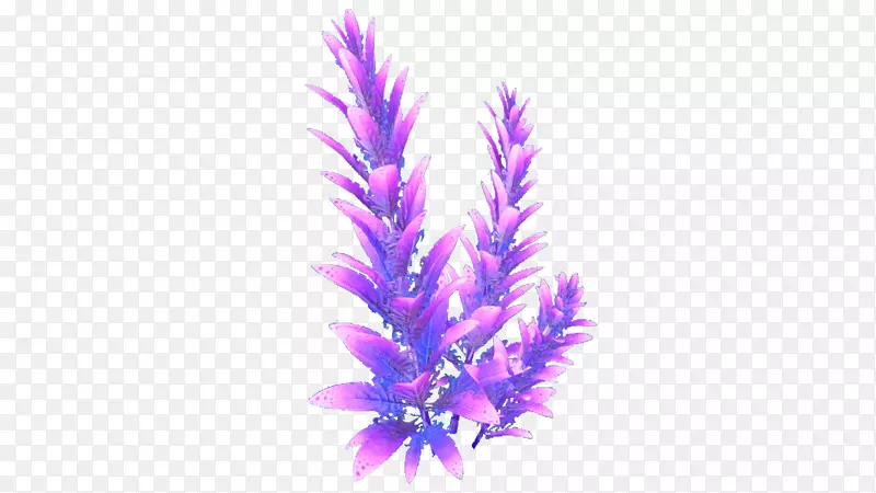 紫罗兰菌群-薰衣草