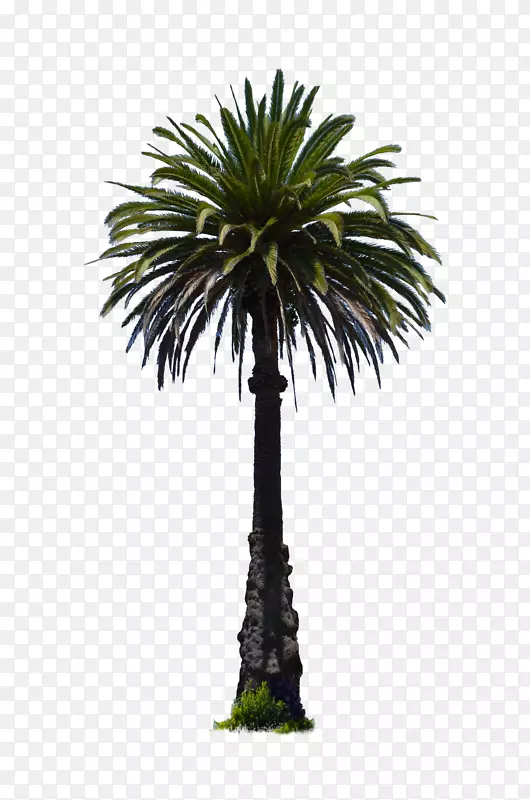 椰子椰子树-棕榈树