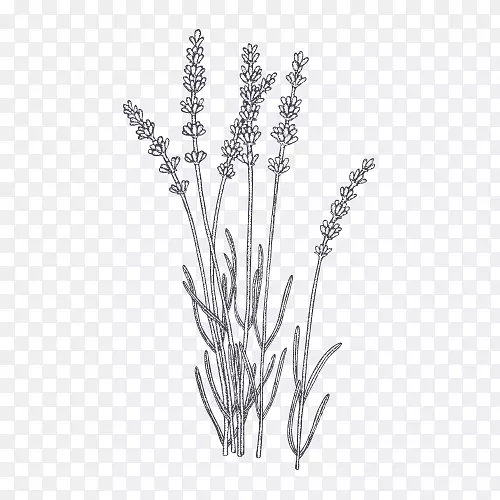 薰衣草植物插图绘制计算机图标.薰衣草