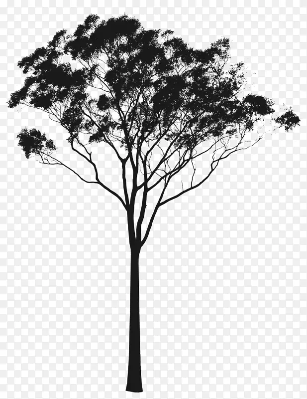 青海桉树