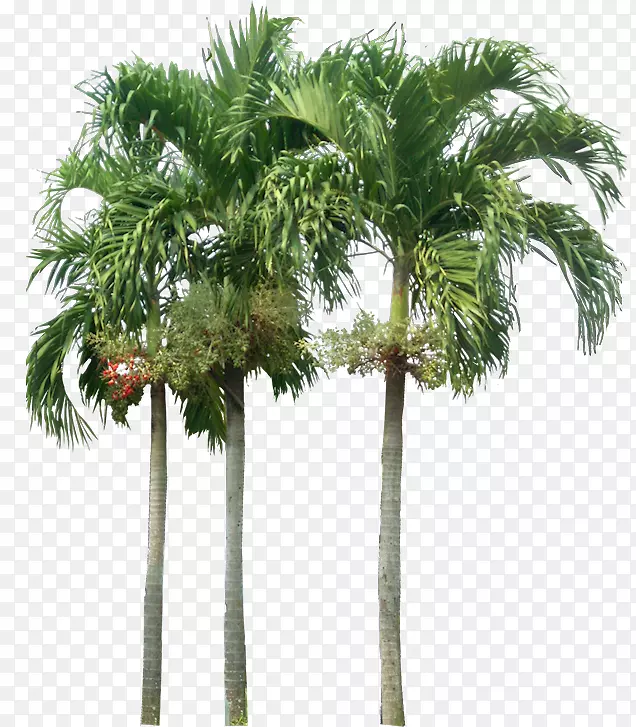石竹树-棕榈树