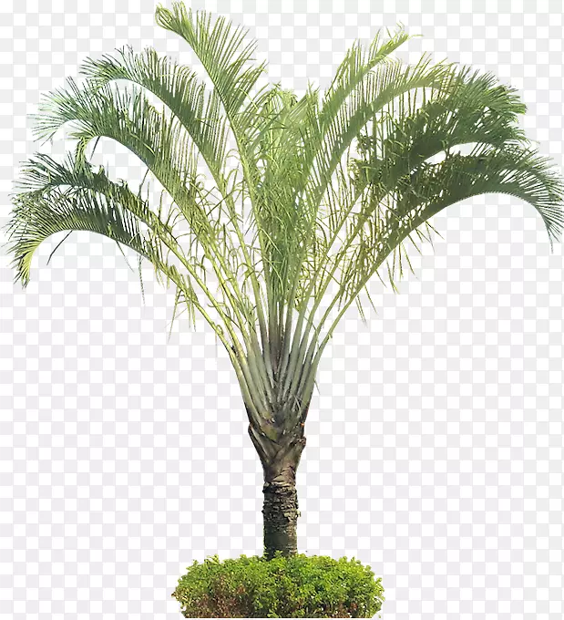 槟榔科观赏植物-棕榈树