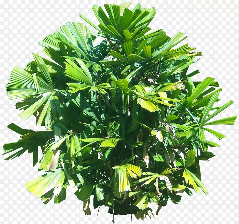 热带植物刺花荔枝属(Licuala Spinosa)热带植物