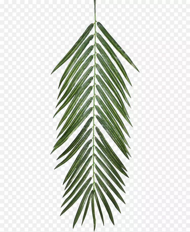 植物不透明度纹理映射叶棕榈叶