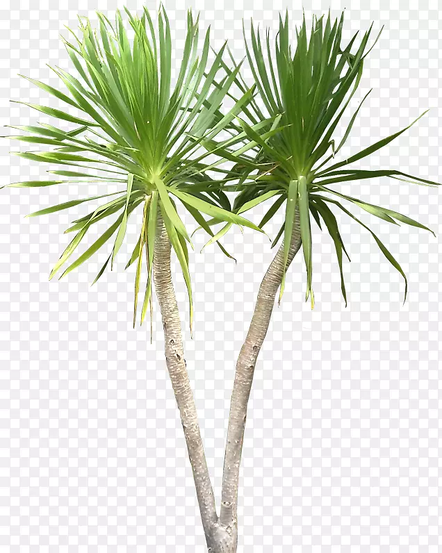龙舌兰热带植物-热带