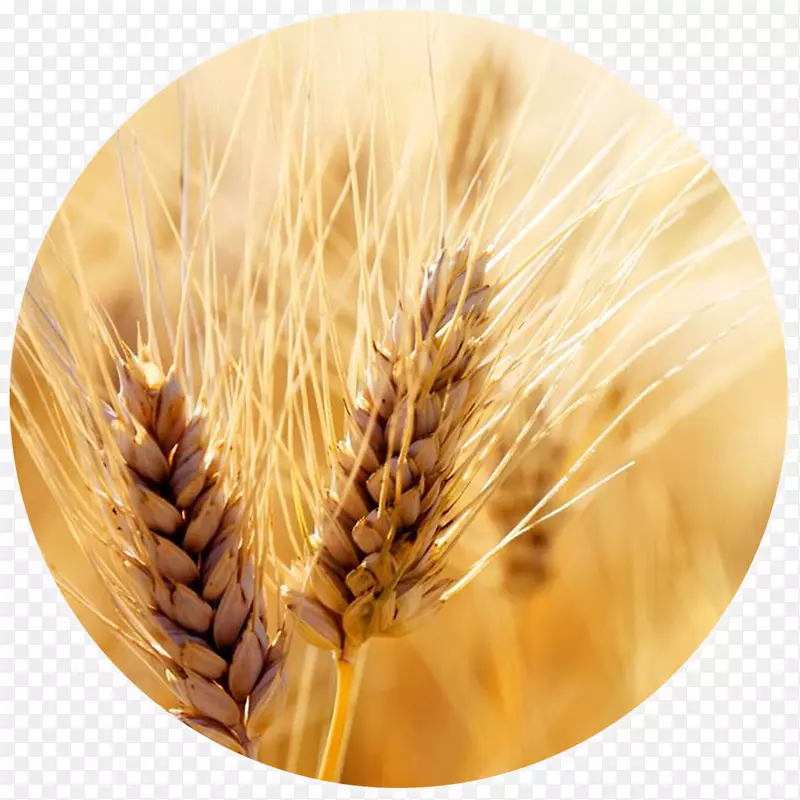 麦谷收获粮食作物-小麦