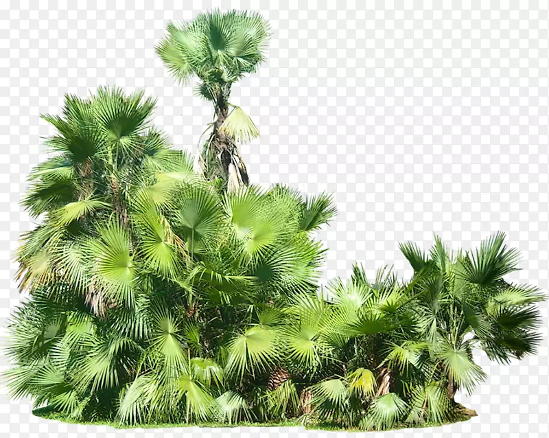 植物热带槟榔科剪贴画-热带