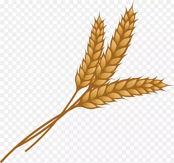 小麦穗粒剪贴画-小麦