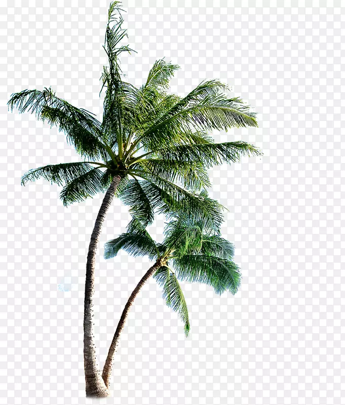 菲律宾群岛-刺五加剪贴画-棕榈树