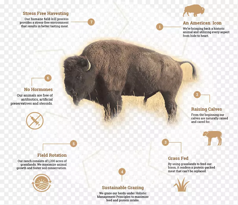美洲野牛生命周期：草原温带草原灌木生物生命周期野牛