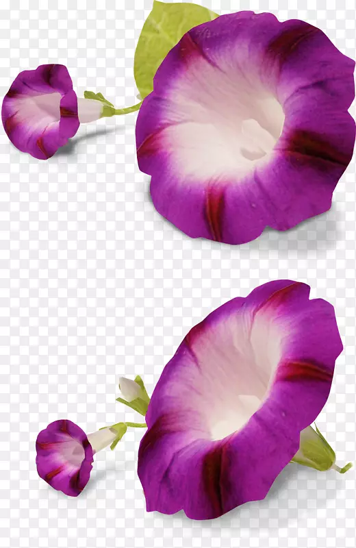 矮牵牛花艺术.紫花