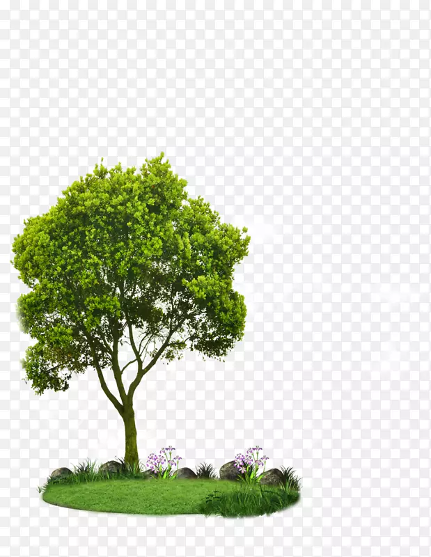 选择小树，植树，绿化，植树造林