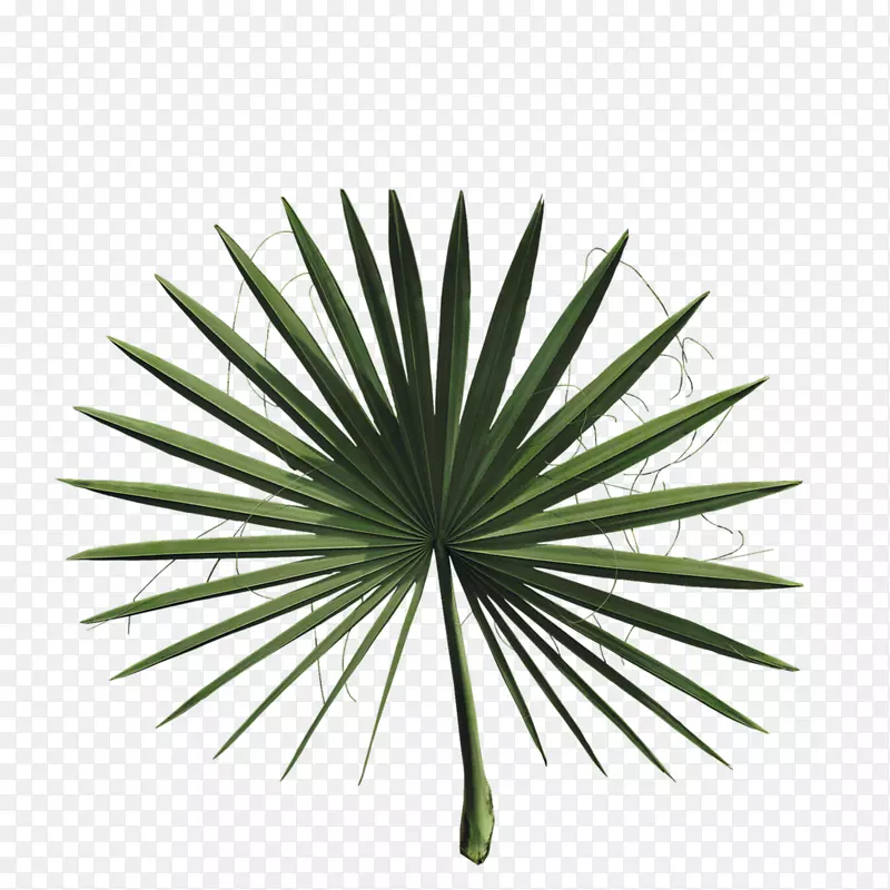 2018年日产叶亚洲棕榈科植物-棕榈叶