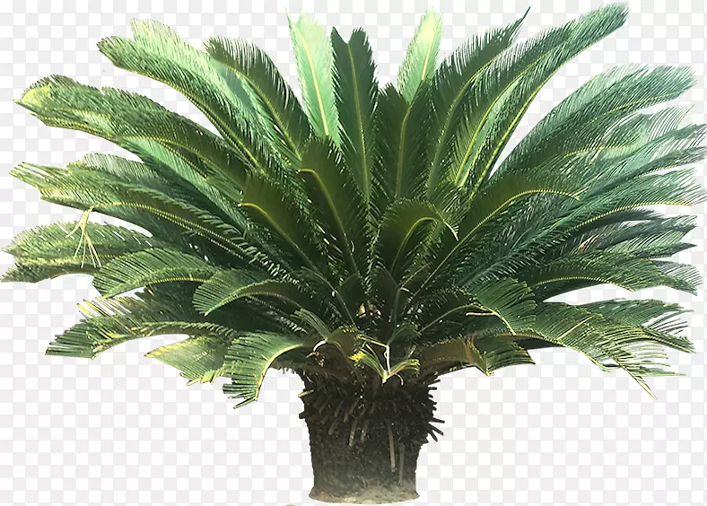 苏铁子棕榈室内植物槟榔科-热带
