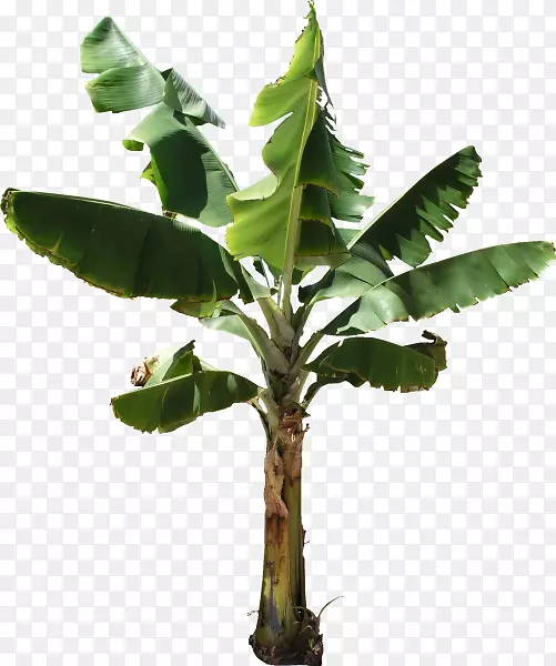 香蕉面包香蕉蛋糕树-香蕉叶