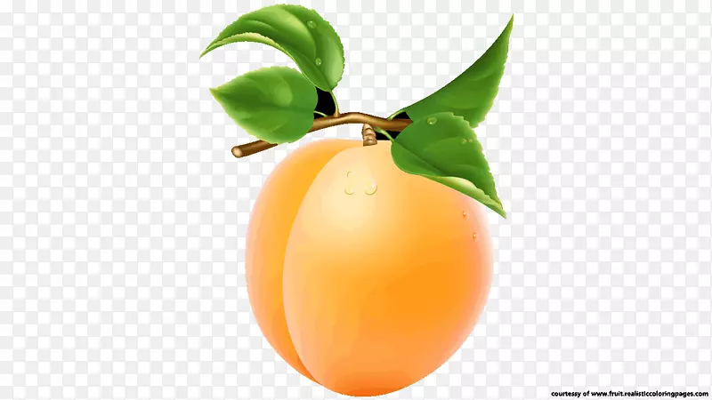 杏果食品剪贴画-杏
