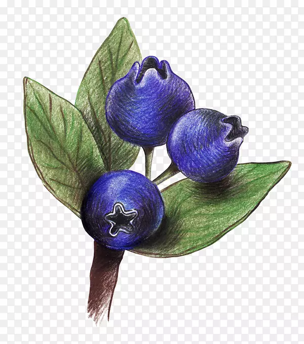 绘制蓝莓彩色铅笔-蓝莓