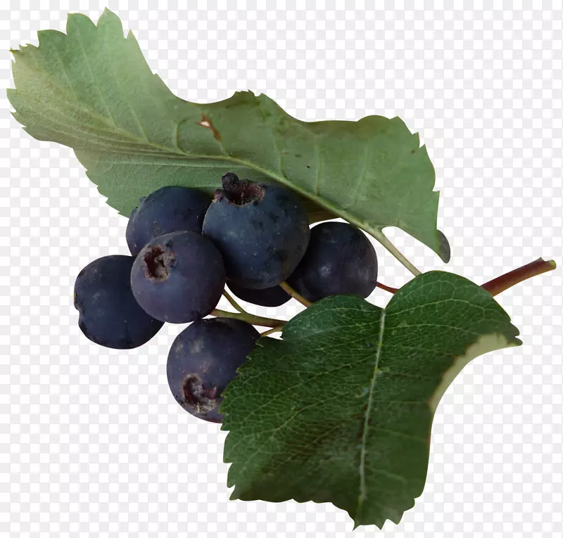 蓝莓水果葡萄食品-蓝莓