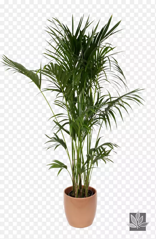 毛竹，槟榔科植物间期-植物