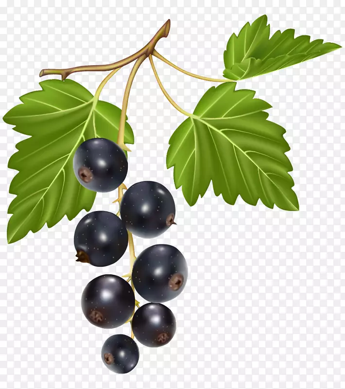 意大利菜Lombardi的浆果黑醋栗-蓝莓