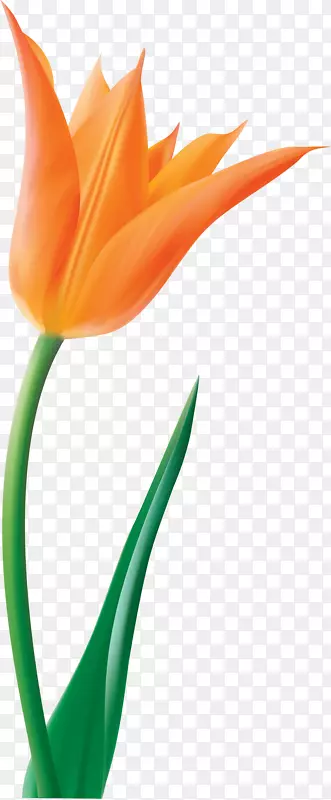 英迪拉甘地纪念郁金香花园花卉剪贴画