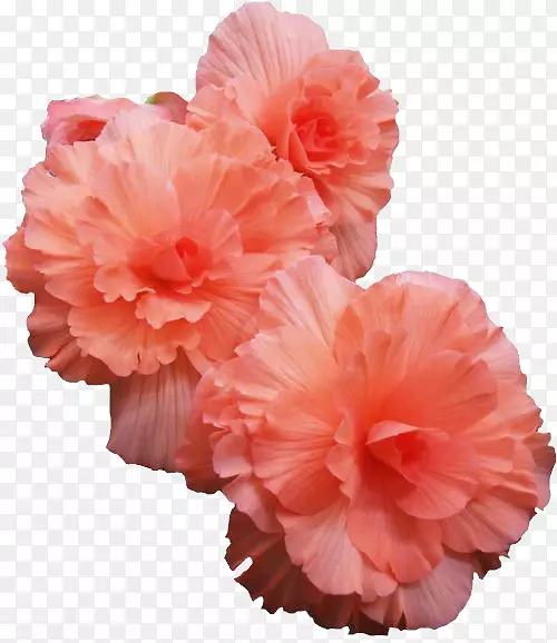 粉红色的花在花瓶里玫瑰郁金香-桃花