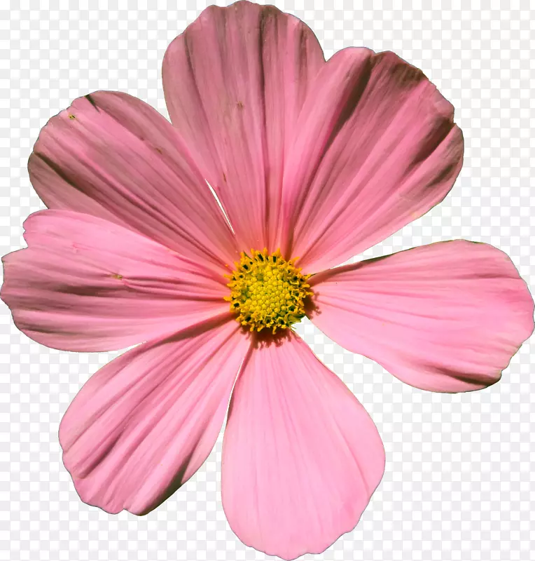 宇宙双品那不勒斯花卉艺术家的组合剪贴画-粉彩花