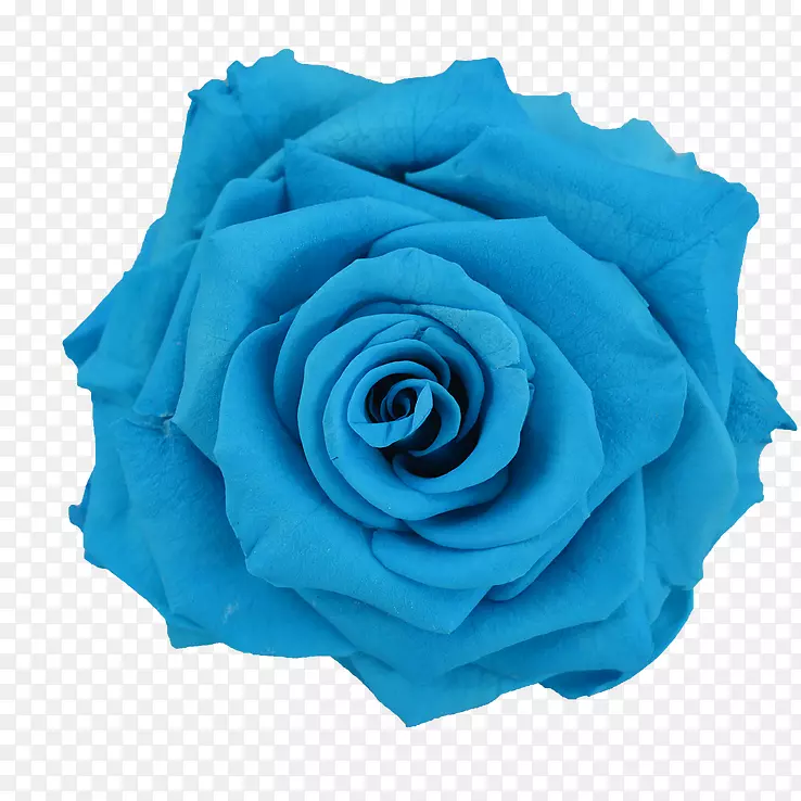 蓝玫瑰花保藏