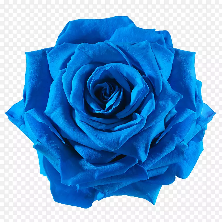 蓝玫瑰切花-蓝花