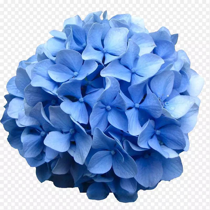 法国绣球花，橡树叶，绣球花，灌木，蓝花
