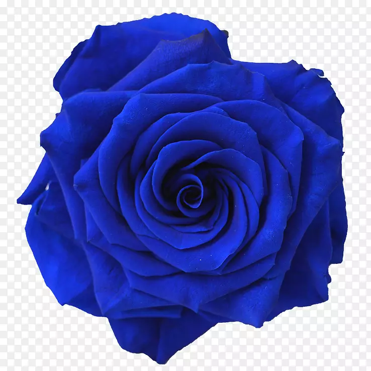 蓝色玫瑰花深蓝色剪贴画-蓝色花朵