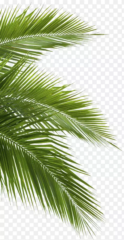 椰子树科叶白丛林