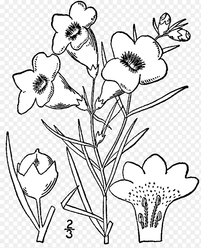 刺五加素描紫草植物学图解